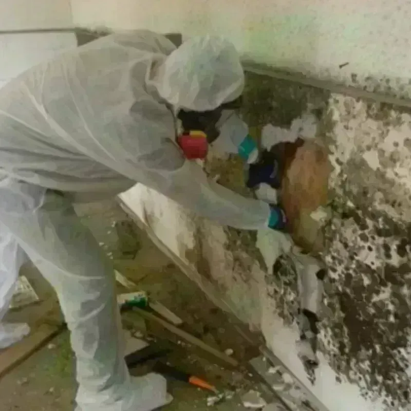 Mold Remediation and Removal in Sundown, TX